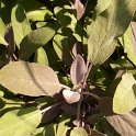 Salvia officinalis 'Purpurea' P19